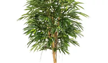 fleur ami LONGIFOLIA ROYAL Kunstpflanze