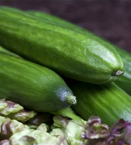 Cucumis sativus, Snackgurke