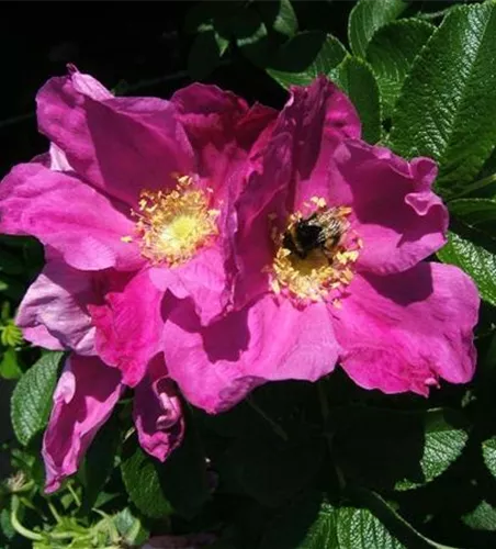 Apfel-Rose Apfel-Rose