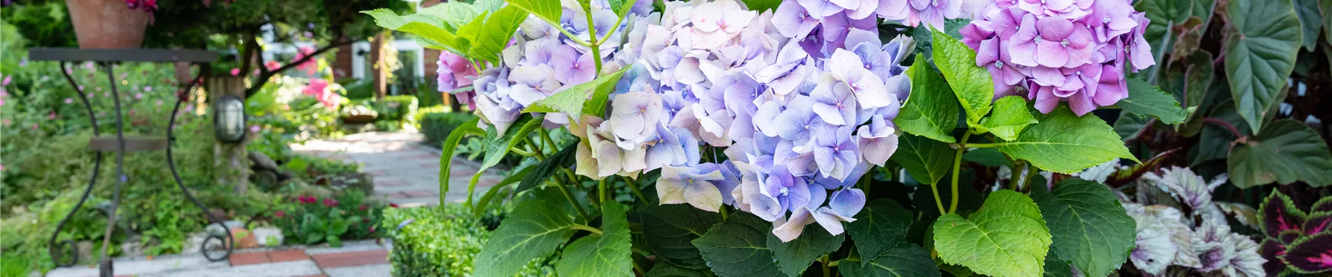 Hortensie im Pflanzgefäß