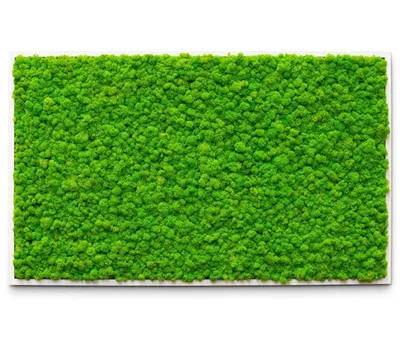 fleur ami PREMIUM Moos-Bild