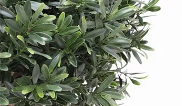 fleur ami ILEX BAUM Kunstpflanze