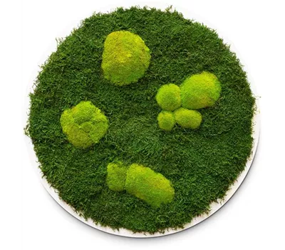 fleur ami PREMIUM Moos-Bild