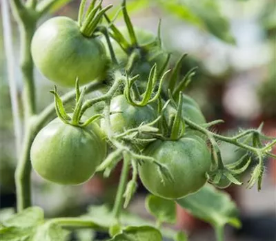 Solanum lycopersicum 'Ochsenherz'