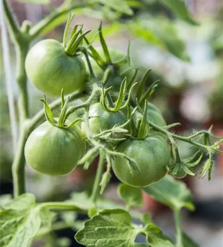 Solanum lycopersicum 'Ochsenherz'