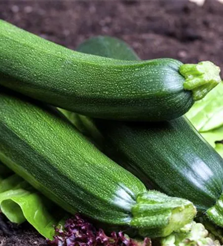 Cucurbita pepo subsp. Ambasador