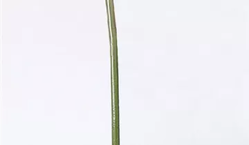 fleur ami GERBERA Rollenware (200 Meter)