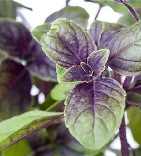 Ocimum kilimandscharicum