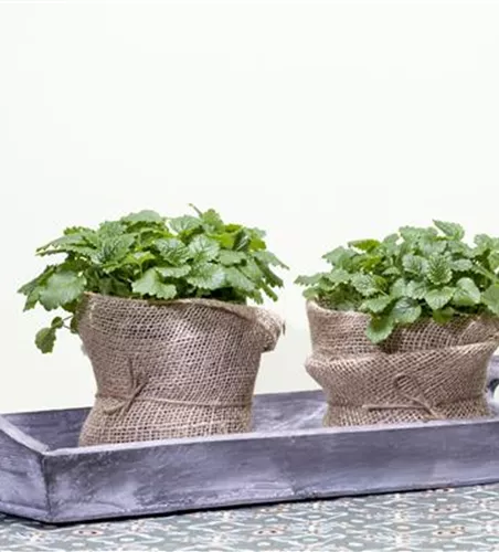 Melissa officinalis 'Relax'