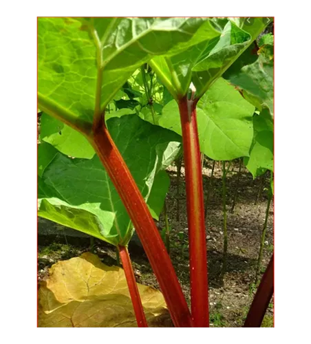 Rheum rhabarbarum '