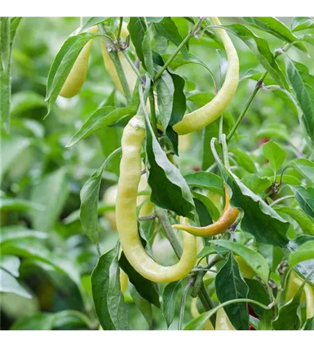 Spiralpfefferoni mild Spiralpfefferoni mild