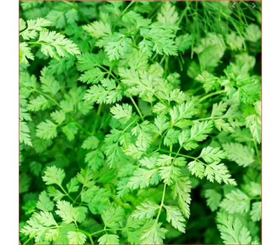 Anthriscus cerefolium 'Massa'