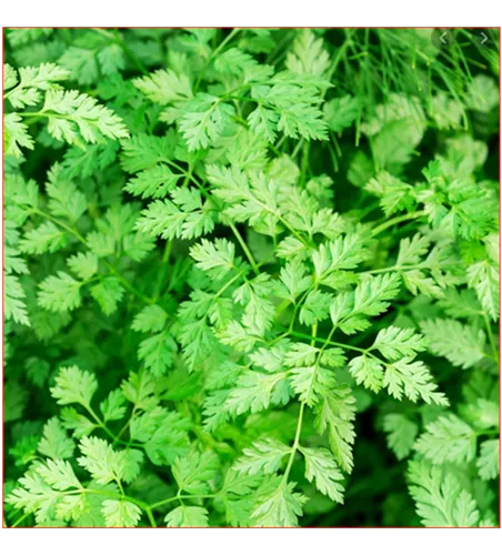 Anthriscus cerefolium 'Massa'