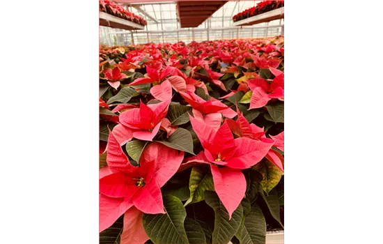 Euphorbia pulcherrima rosa