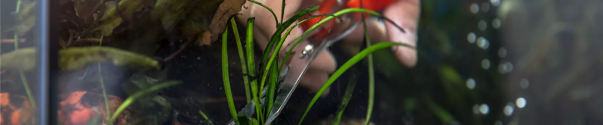 Pflanzenschnitt in Aquarium
