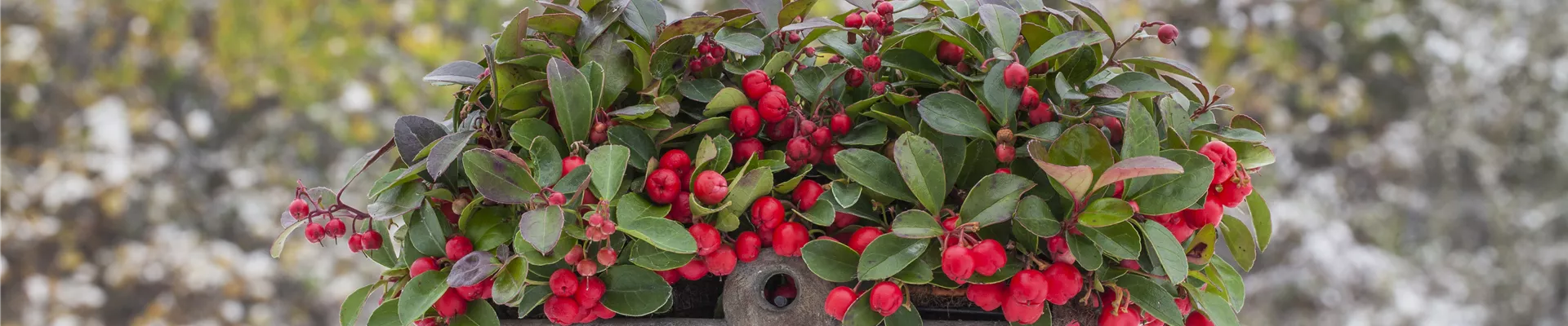 Gaultheria procumbens