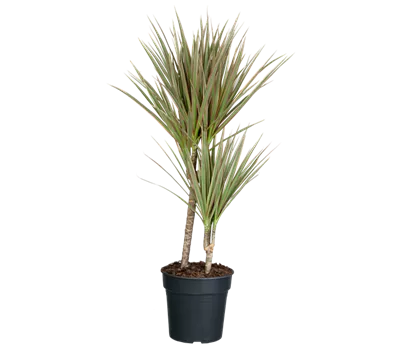 Drachenbaum 'bicolor'