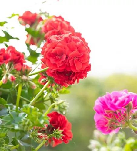 Pelargonium peltatum Great Balls of Fire 'Dark Red' Pelargonium peltatum Great Balls of Fire 'Dark Red'