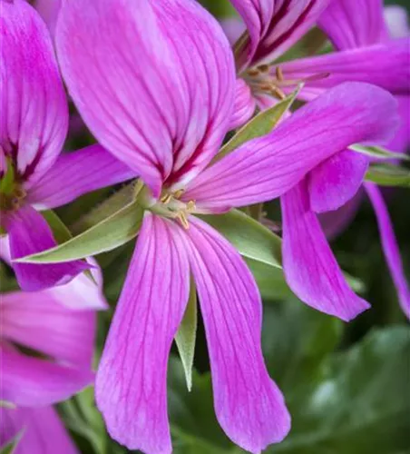 Pelargonium peltatum Lila