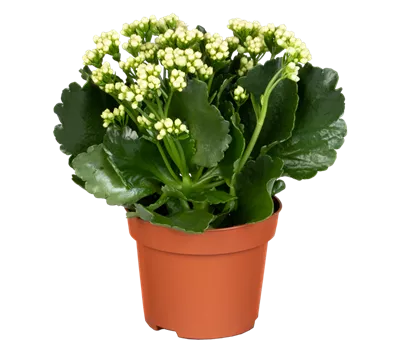 Flammendes Käthchen 