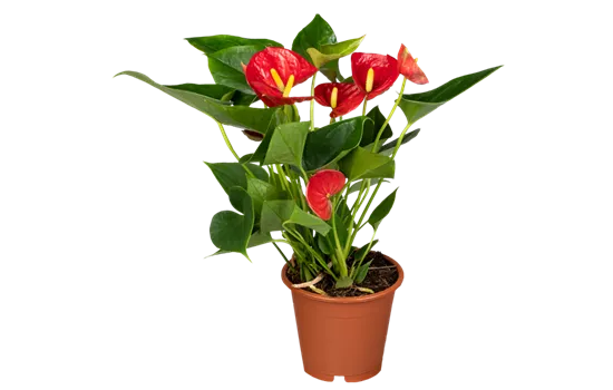 Flamingoblume rot