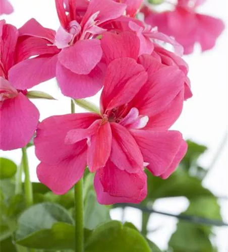 Pelargonium peltatum rosa Pelargonium peltatum rosa