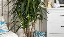 Yucca