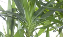 Yucca