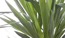 Yucca