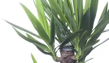 Yucca