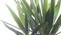 Yucca