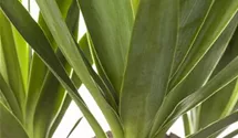 Yucca