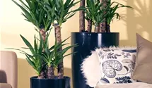 Yucca