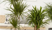 Yucca