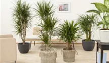 Yucca