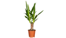 Yucca