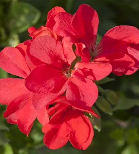 Pelargonium peltatum rot