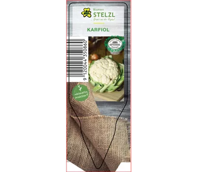 Brassica oleracea Blumenkohl