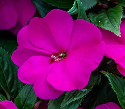 Impatiens neuguinea