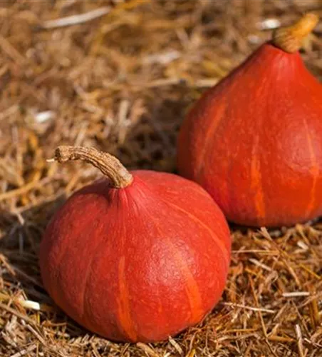 Cucurbita hokkaido Amoro