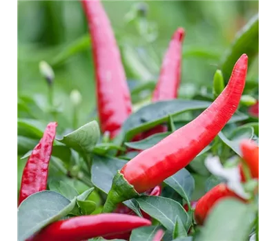 Capsicum annuum 'Halblanger Vulkan'