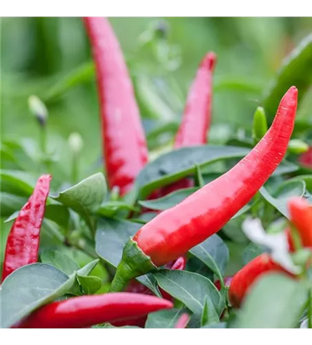 Capsicum annuum 'Halblanger Vulkan'