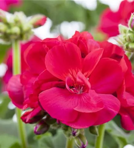 Pelargonium zonale, rot