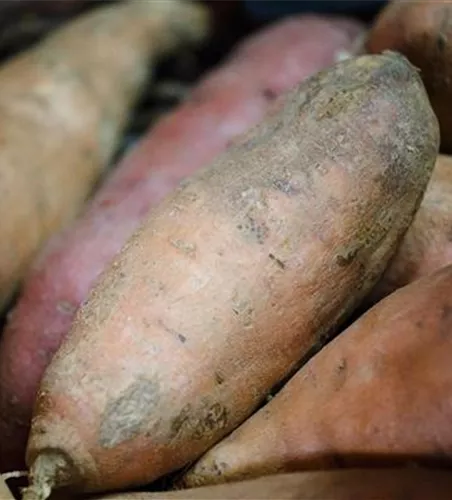 Ipomoea batatas muraski