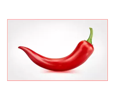 Capsicum annuum Chilli