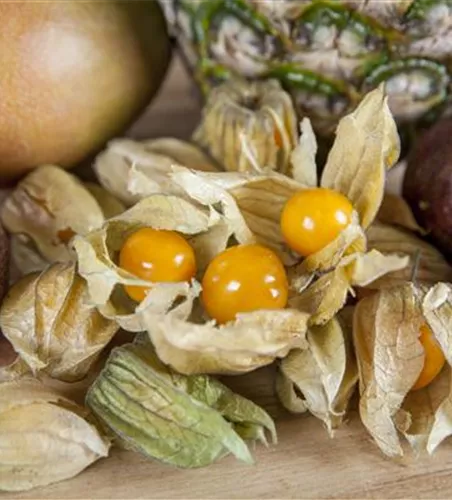 Physalis peruviana 'Preciosa'