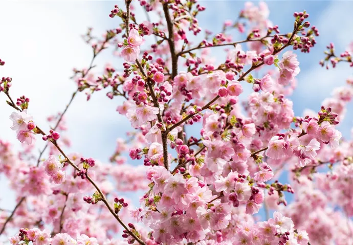 Prunus subhirtella 'Accolade'