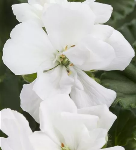 Pelargonium zonale, weiß Pelargonium zonale, weiß