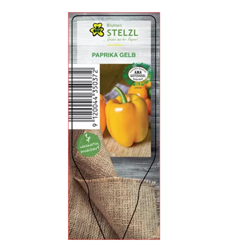 Capsicum annuum gelb