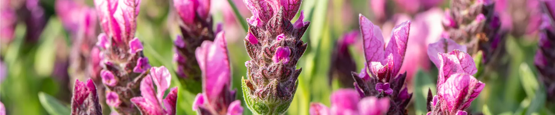 Lavandula stoechas 'Papillon'